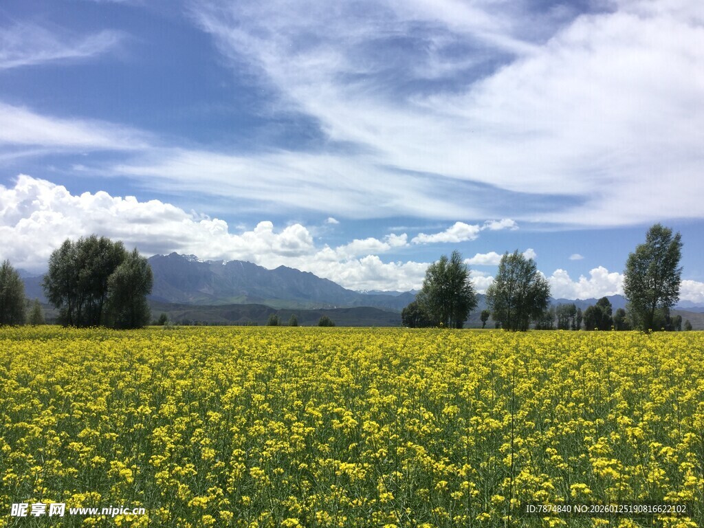金黄花海与蓝天白云美景
