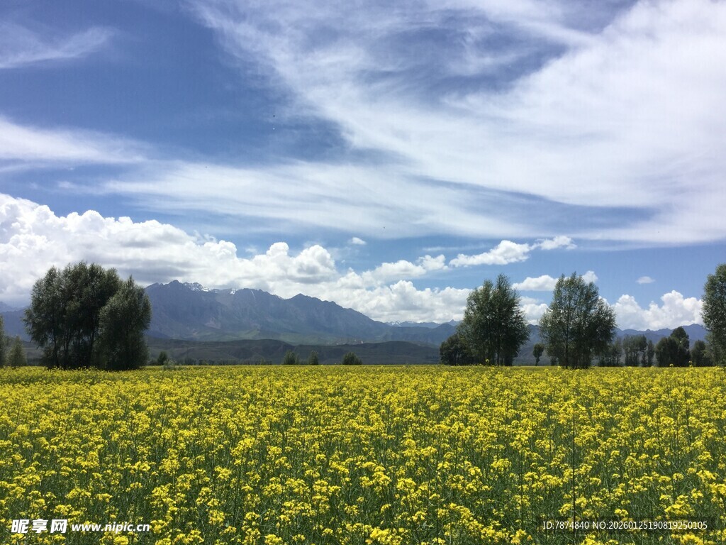 金黄花海与远山蓝天美景