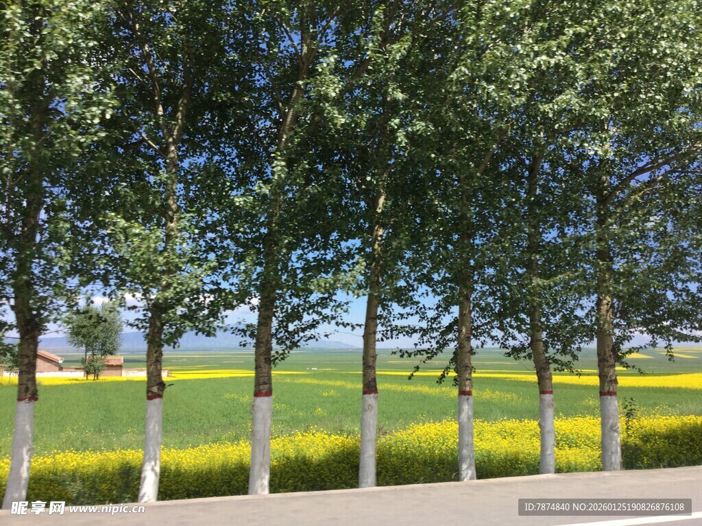 路边绿树与金黄花田美景