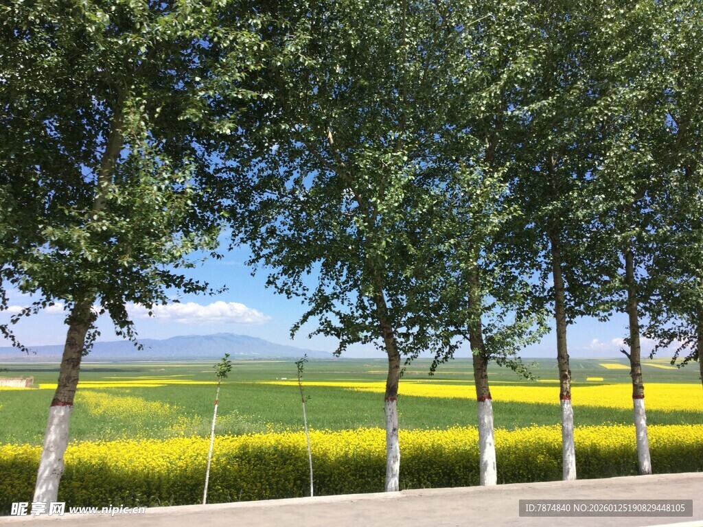 路边绿树与金黄田野风光