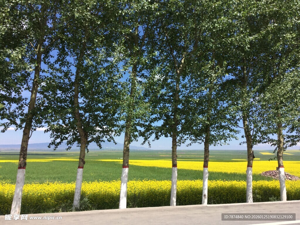 林荫下的金黄田野风光