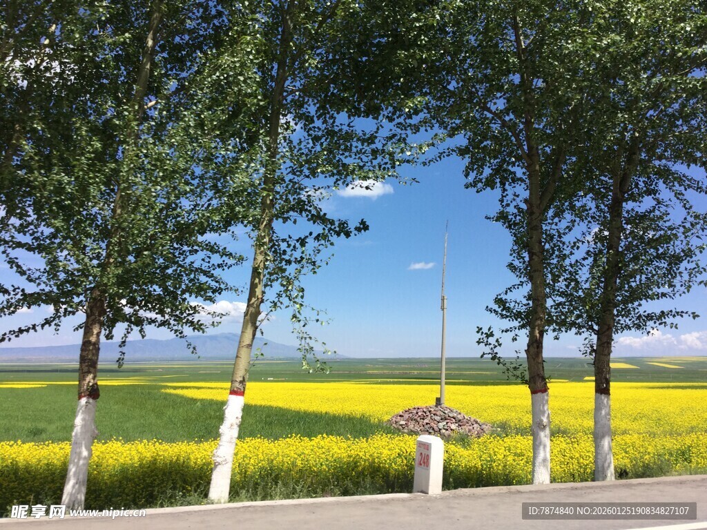 金黄花海间的林荫道路