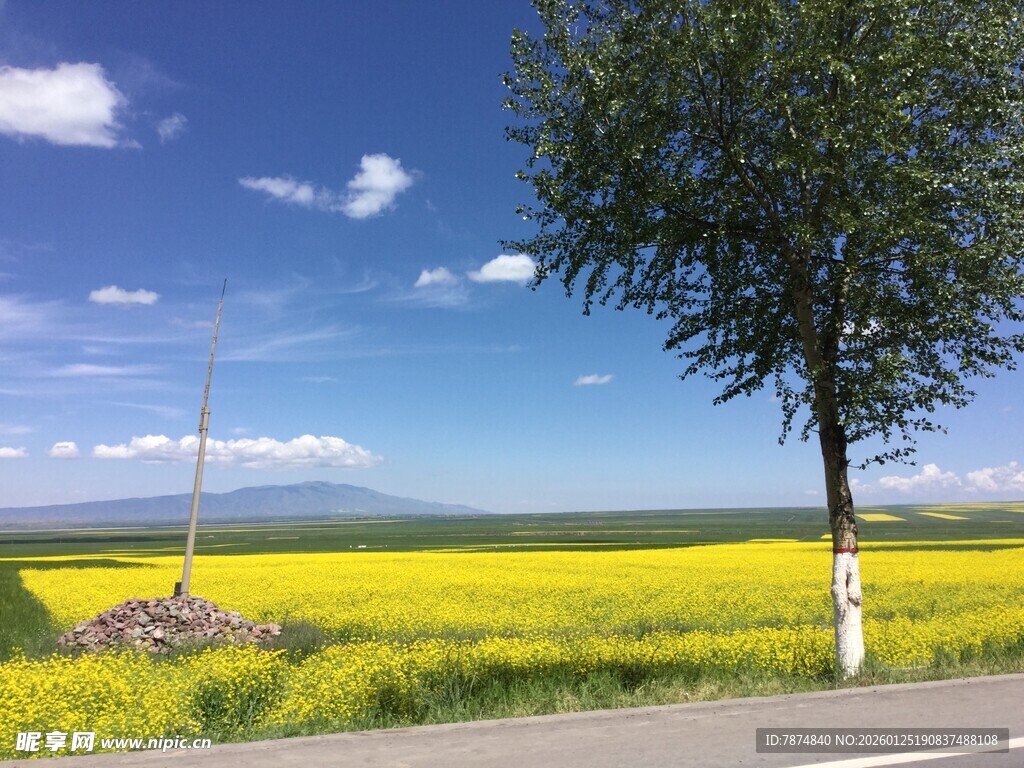 路边黄花绿树风景如画