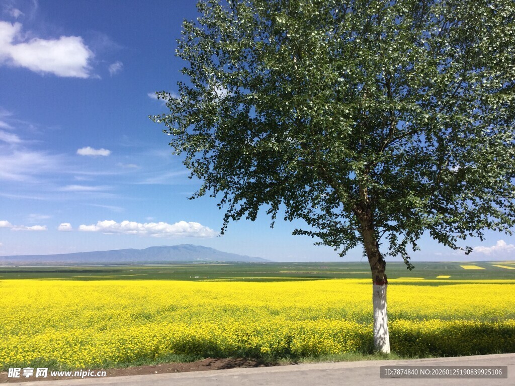 金黄花海中的孤独绿树