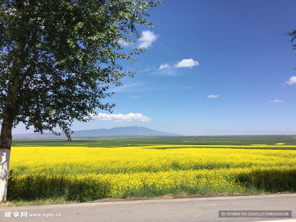金黄油菜田旁的绿树蓝天