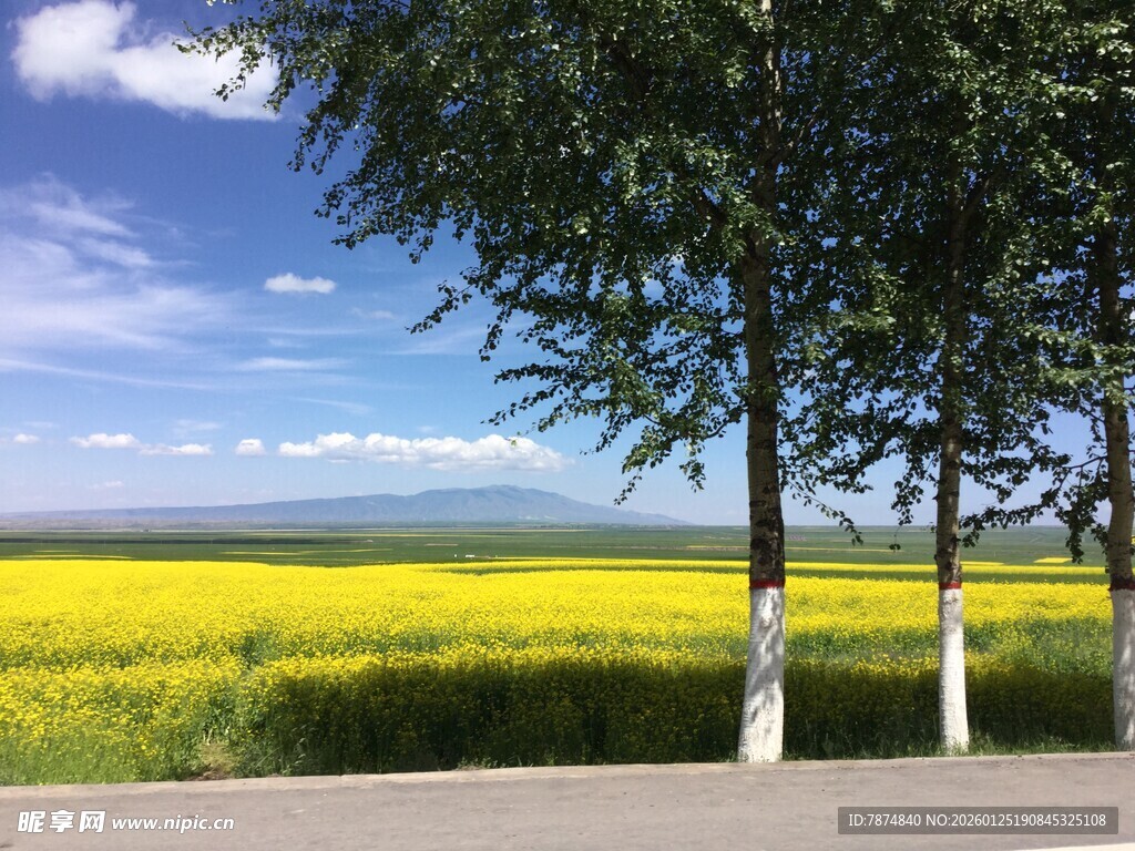 路边黄灿灿的油菜花海