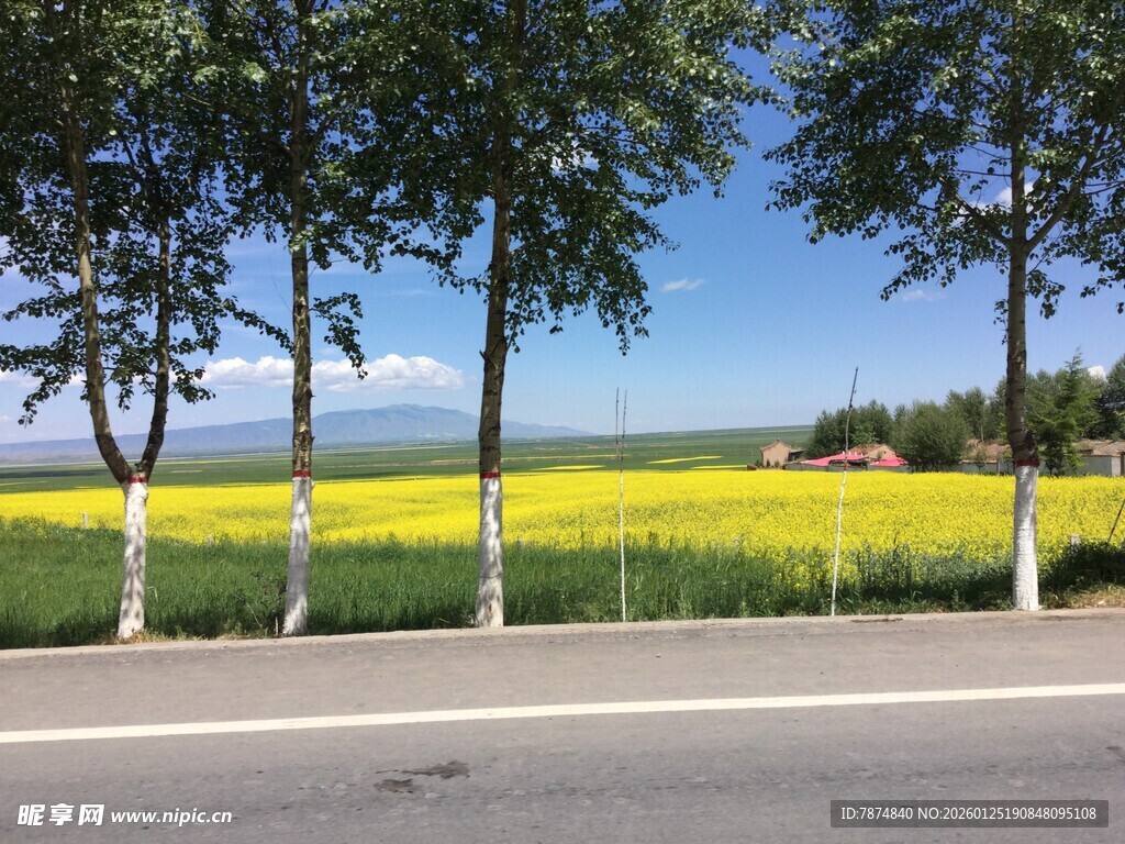 路边金黄油菜花与绿树