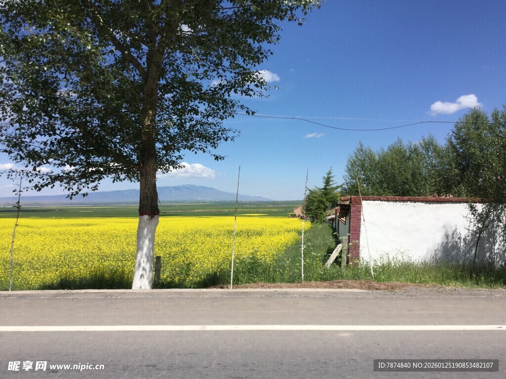 路边金黄花海与绿树