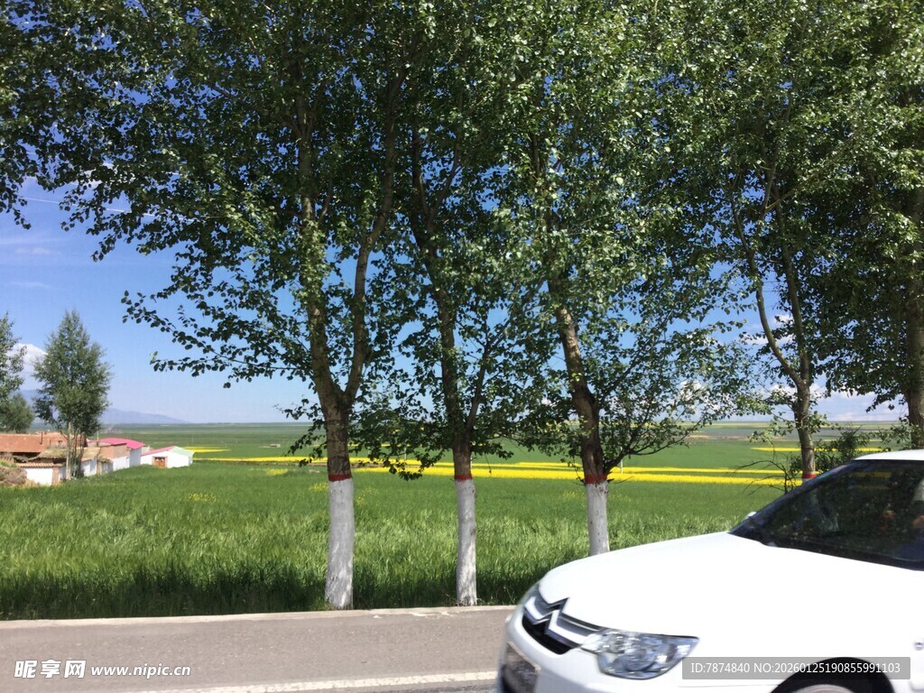 路边绿树旁的白色轿车