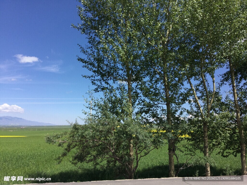 田野旁挺拔的绿树