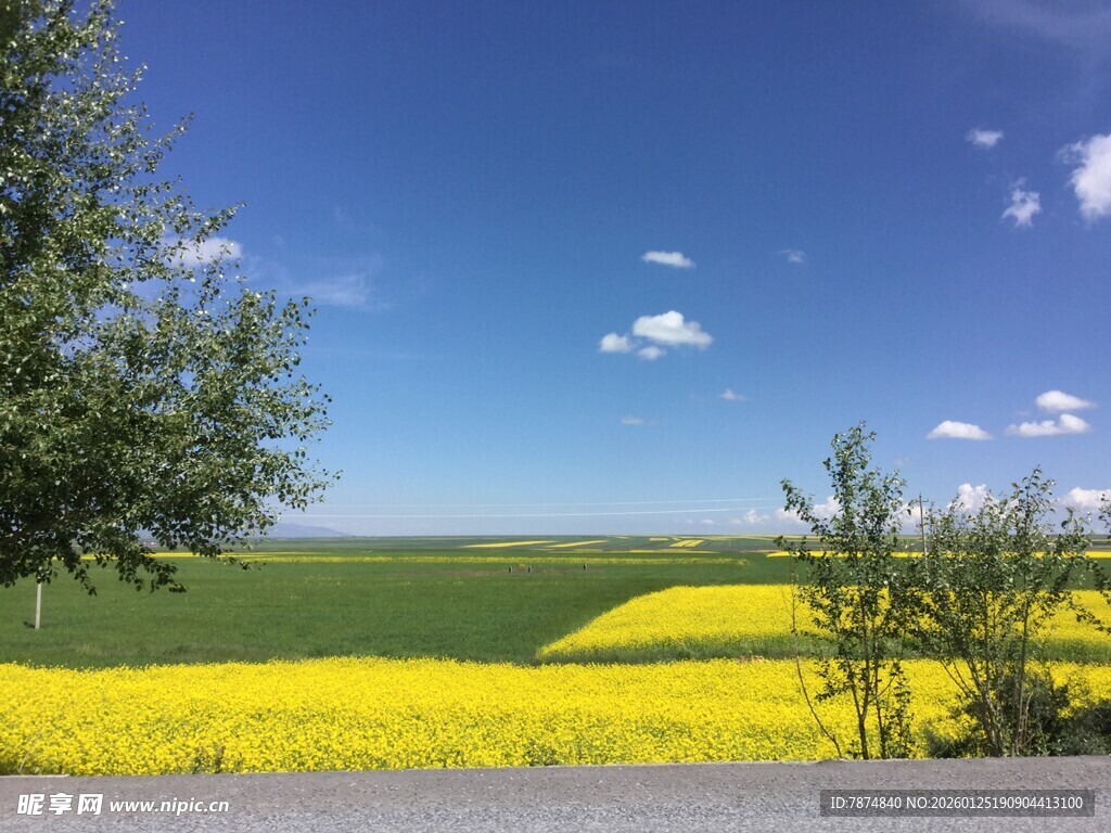 金黄油菜田与蓝天绿树