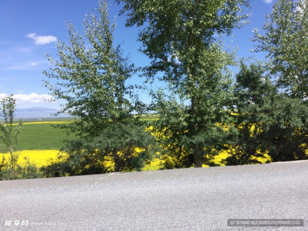 路边绿树与金黄花田美景