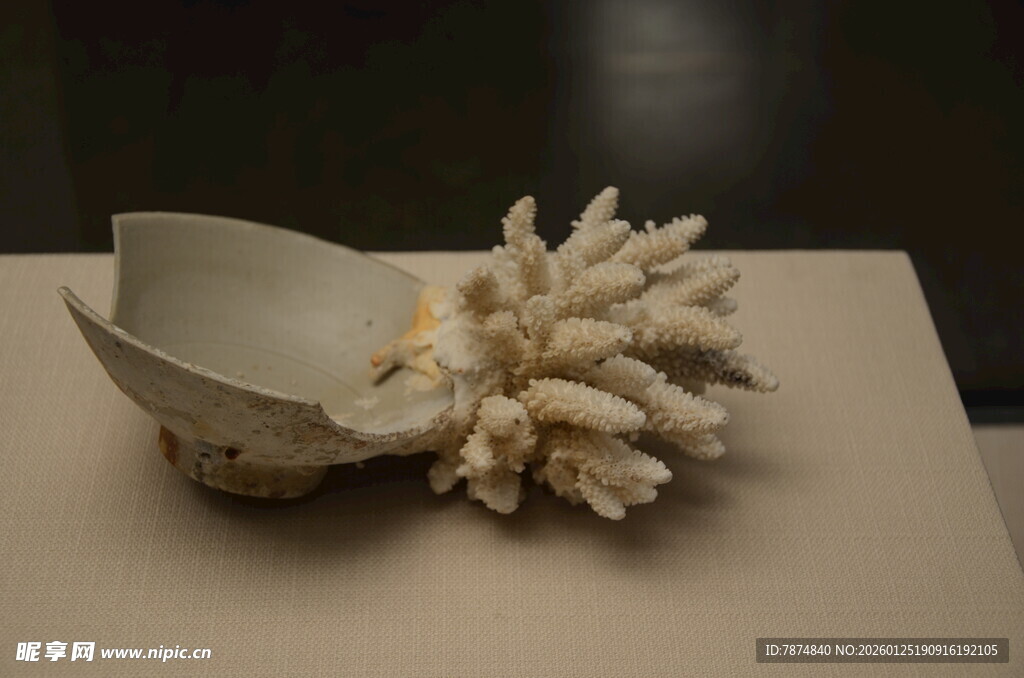 精致贝壳与珊瑚摆件