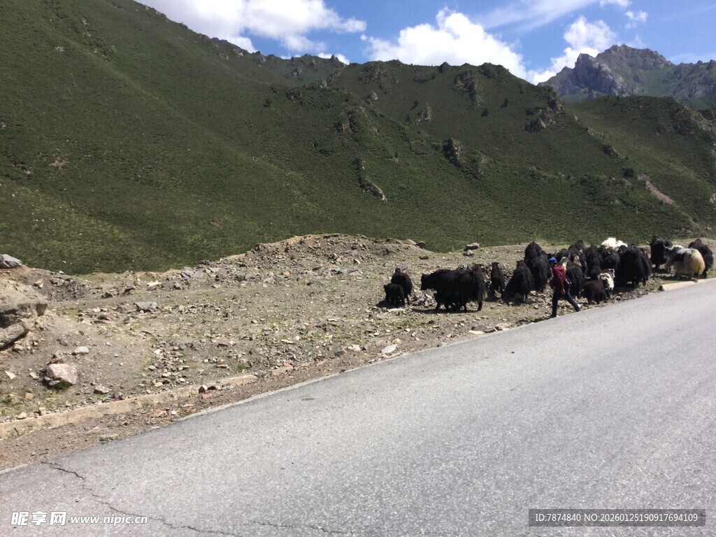 公路上的牦牛群