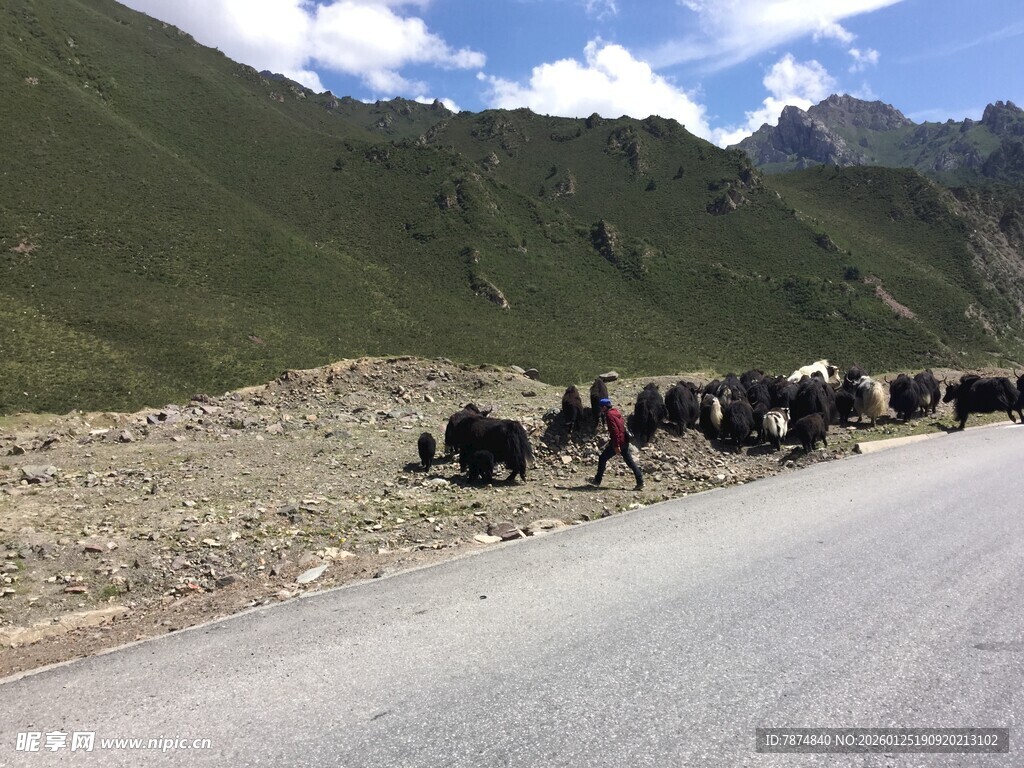 公路上的牦牛群