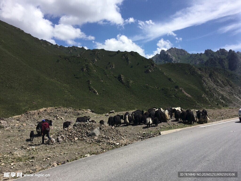 公路旁山间的牲畜群