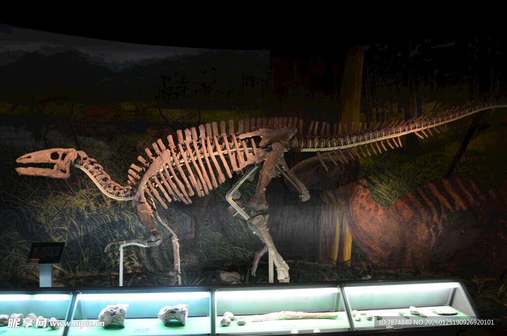 博物馆中的恐龙骨架标本