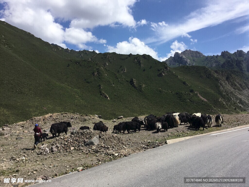 公路旁山坡上的牦牛群