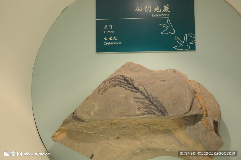 远古植物化石标本展示