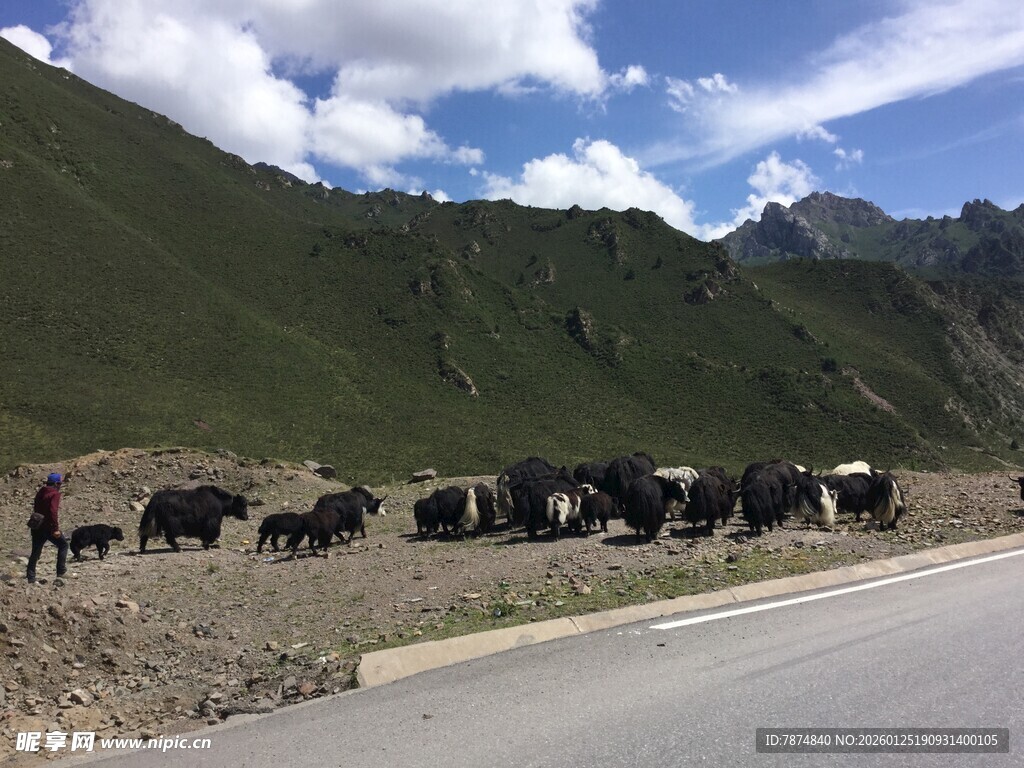 公路旁牛群漫步于山间