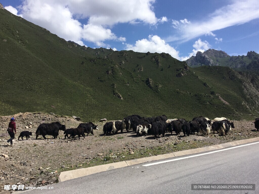 公路旁的牛群与青山