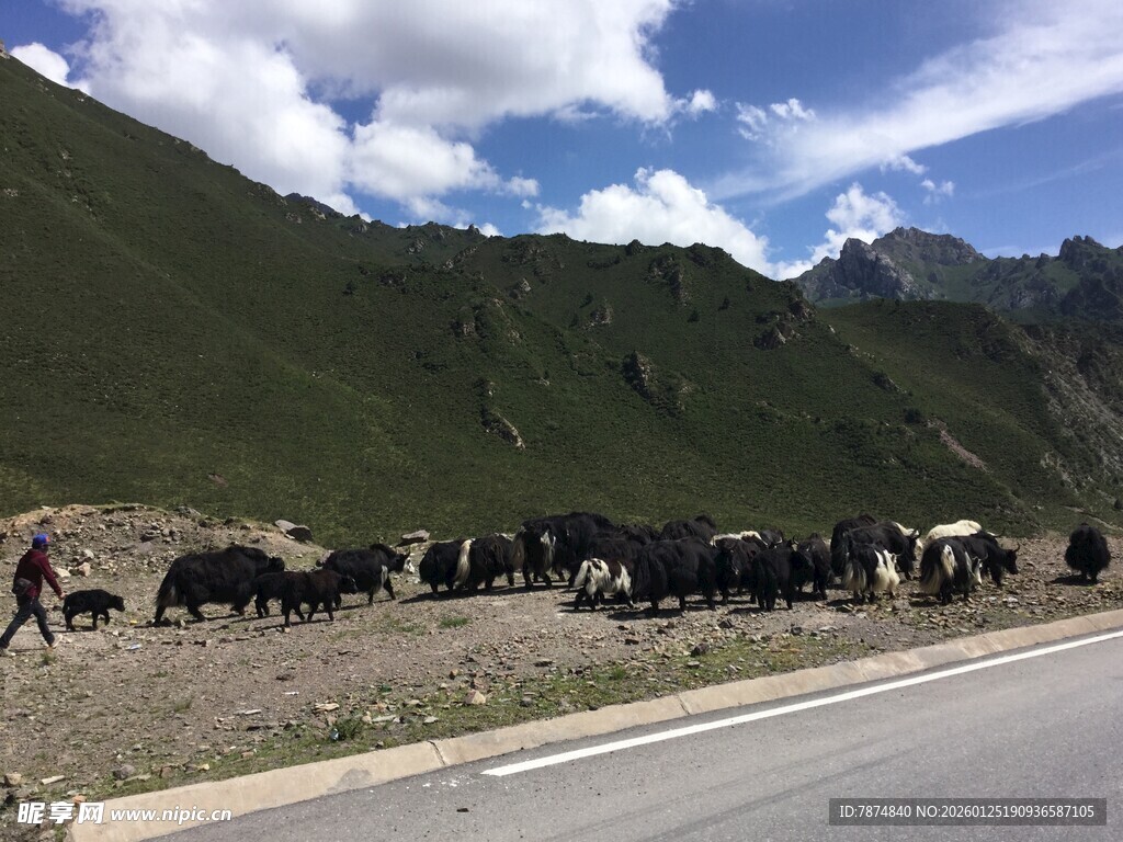 公路边的牦牛群