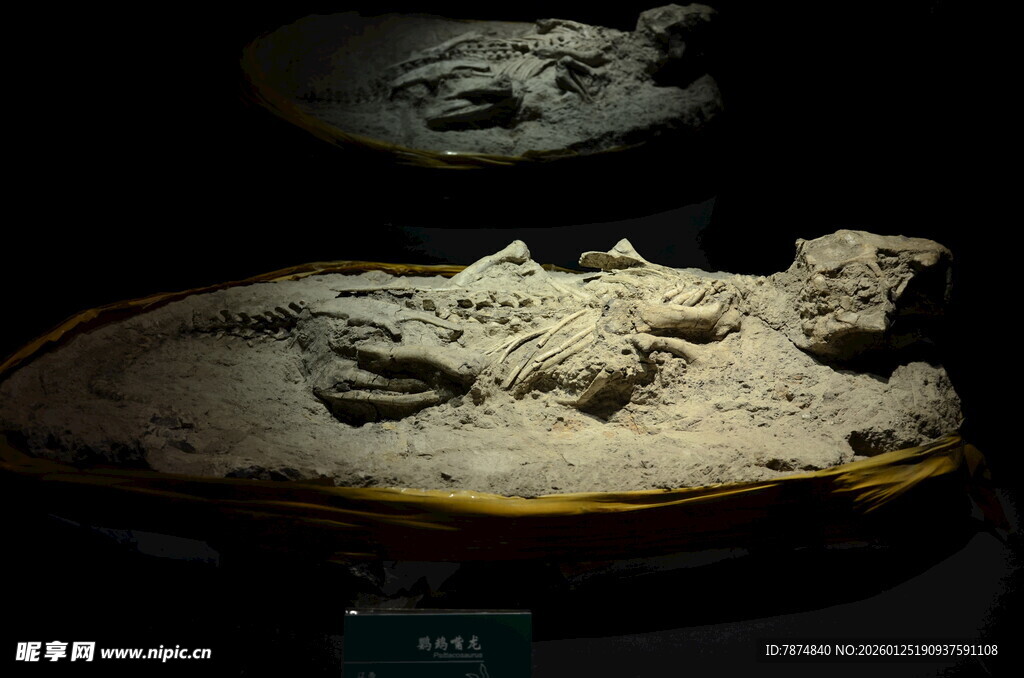 远古神秘化石展示