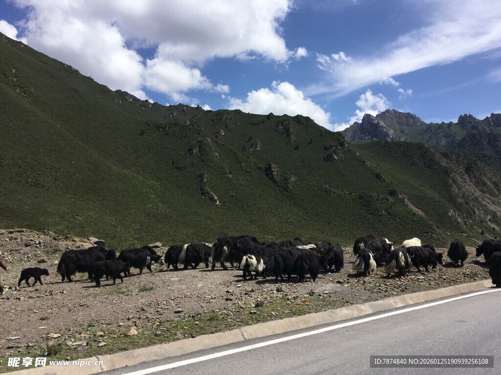 公路旁山坡上的牛群