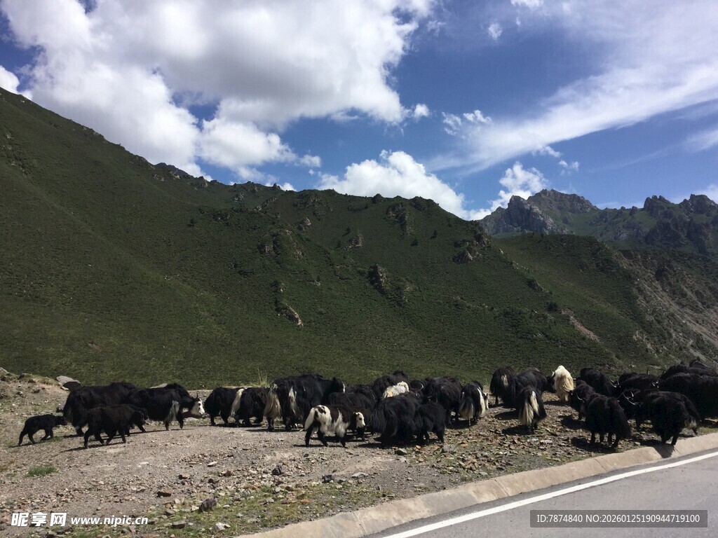 公路旁山坡上的牧牛群