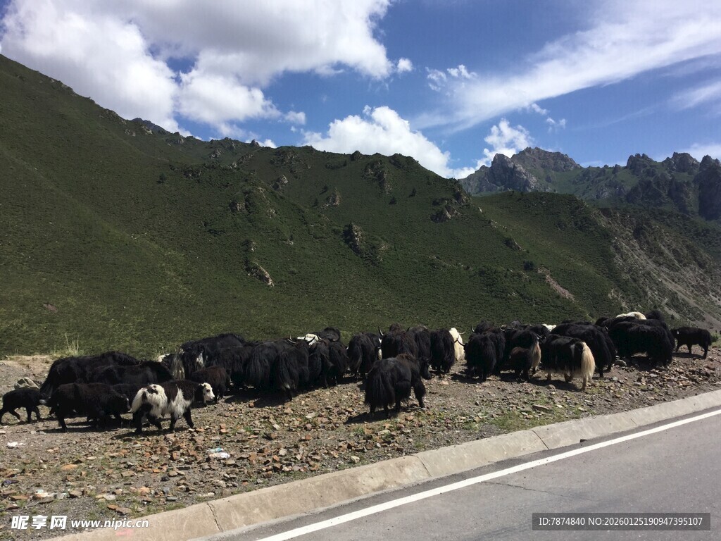 公路旁的牦牛群