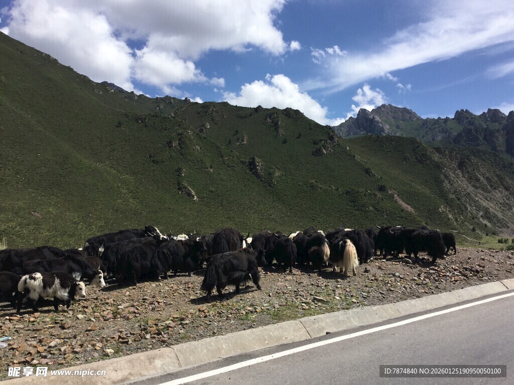 公路旁的牦牛群