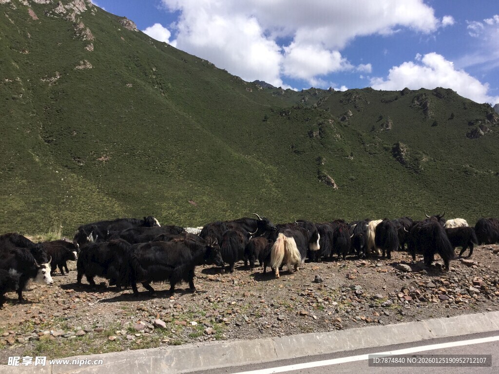 公路旁的牦牛群