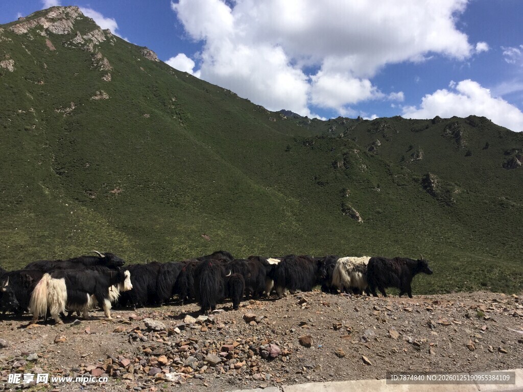 山间牦牛群