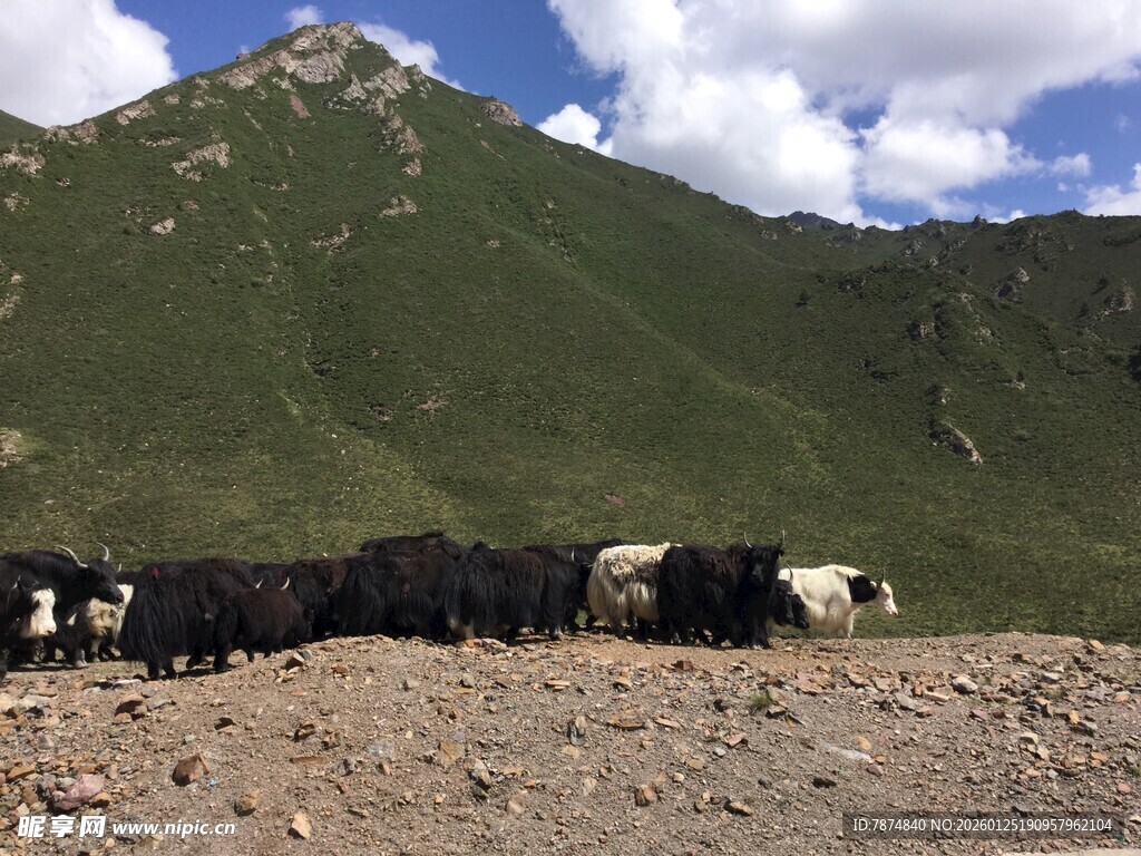 山间牛群悠然漫步
