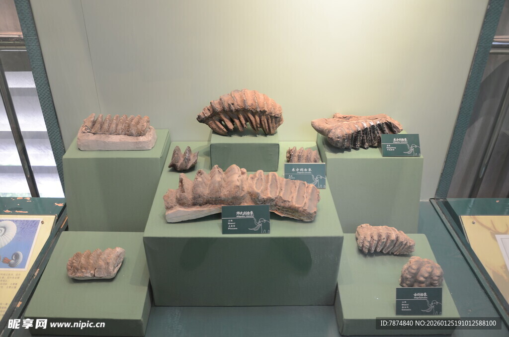 展示台上的多样标本