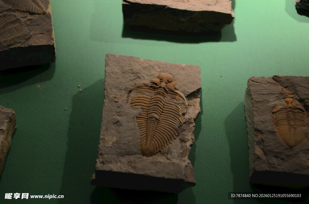 远古化石标本展示