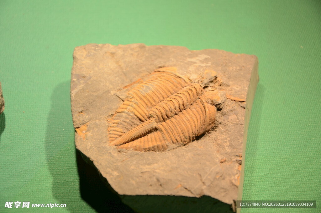 三叶虫化石标本展示