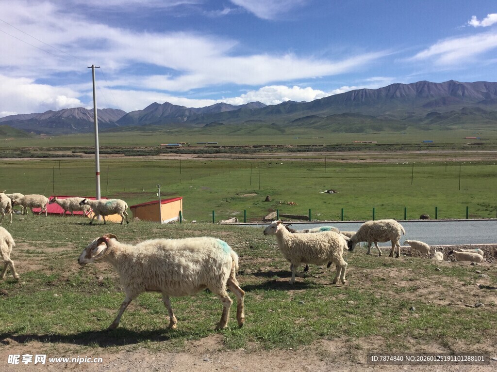 草原羊群风景