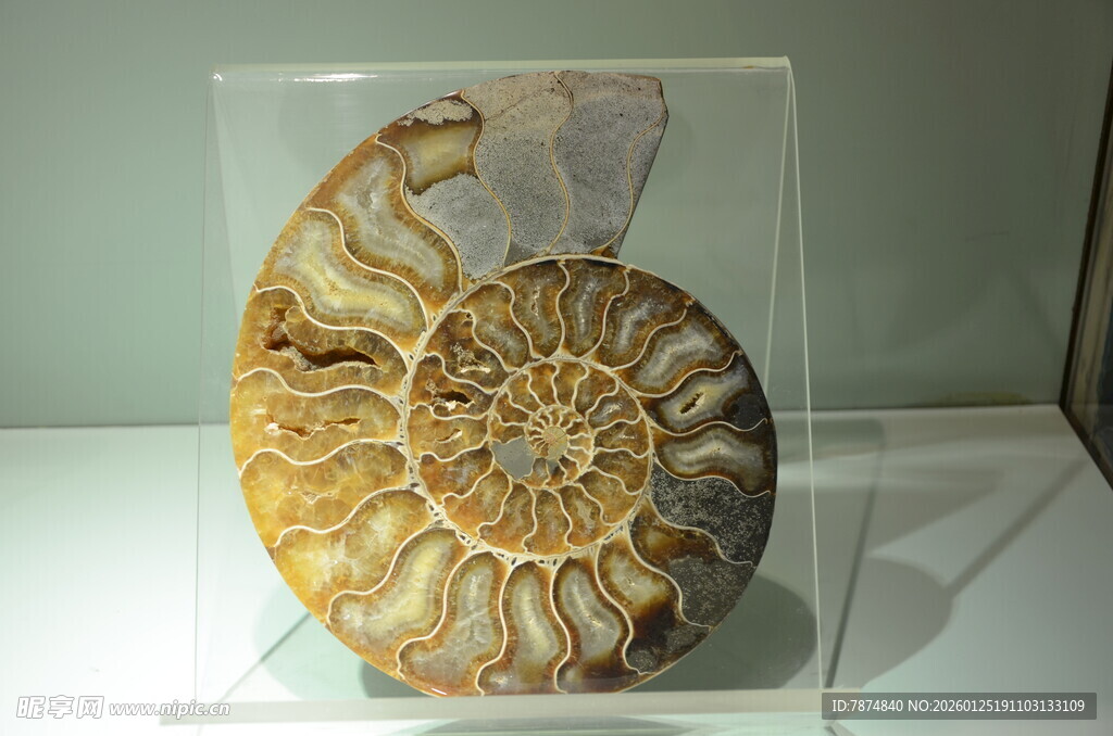 精美鹦鹉螺化石标本展示