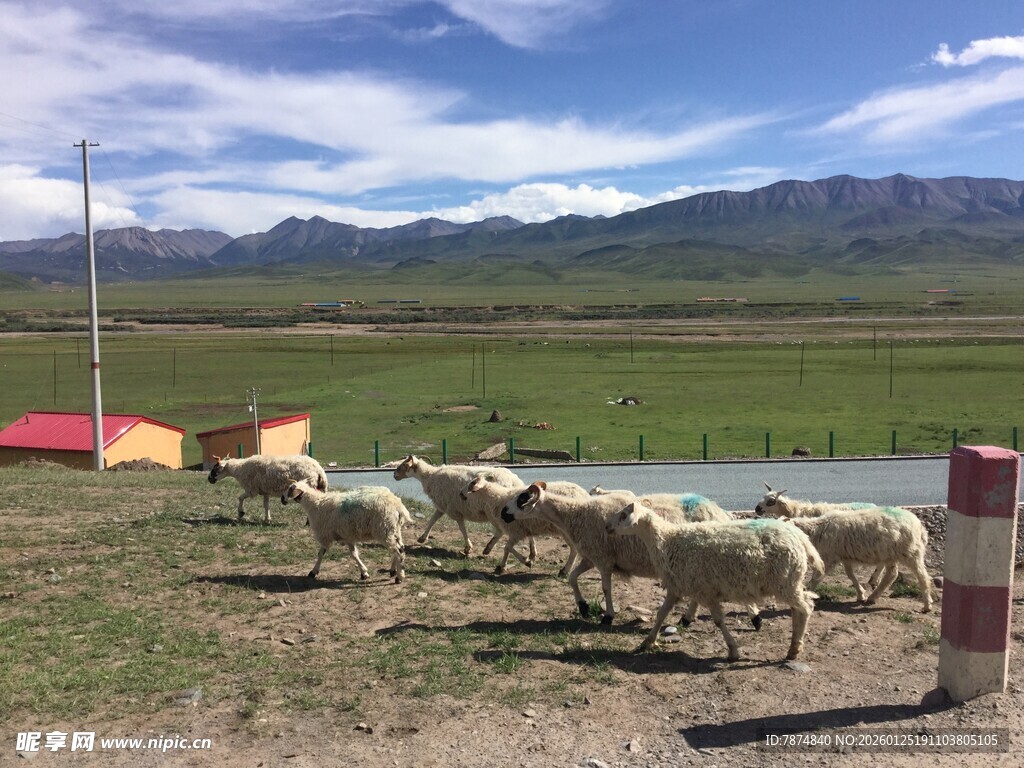 草原羊群风景