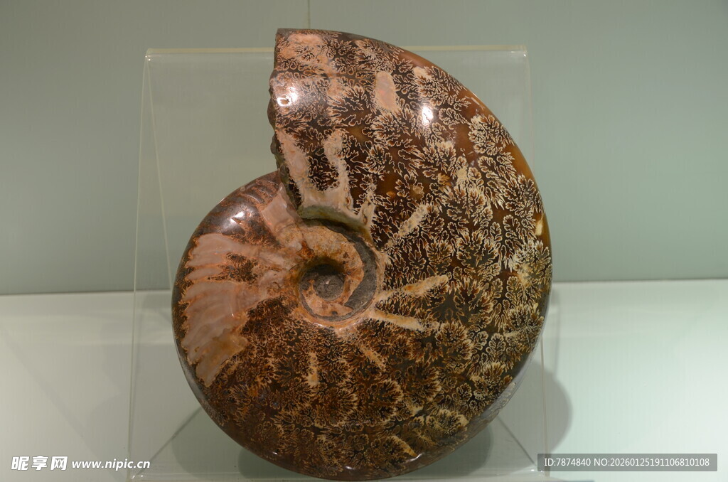 精美鹦鹉螺化石标本展示