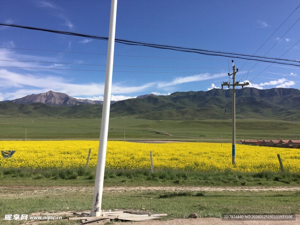 草原上的黄色花海与远山