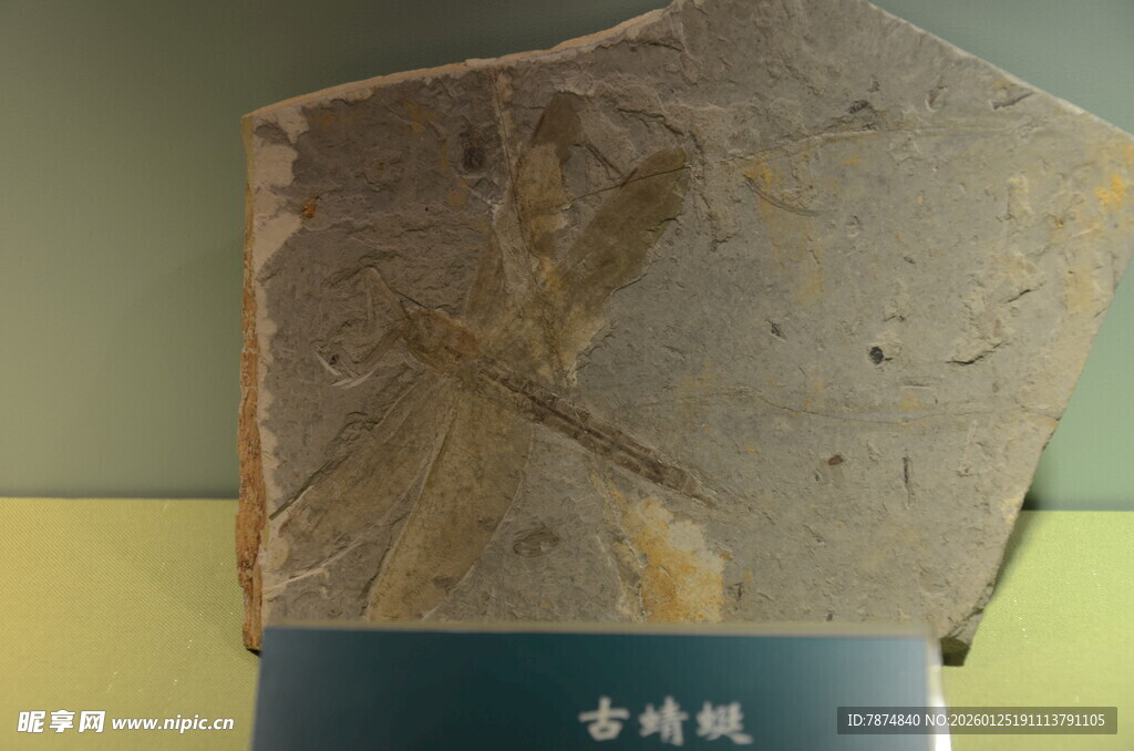 珍稀金蜥蝪化石标本