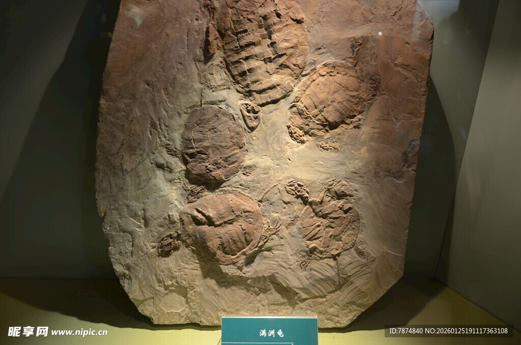 远古三叶虫化石标本展示
