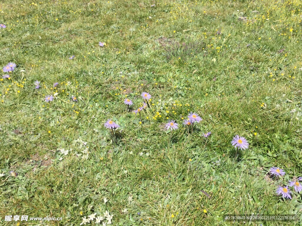 草地上的紫色小花