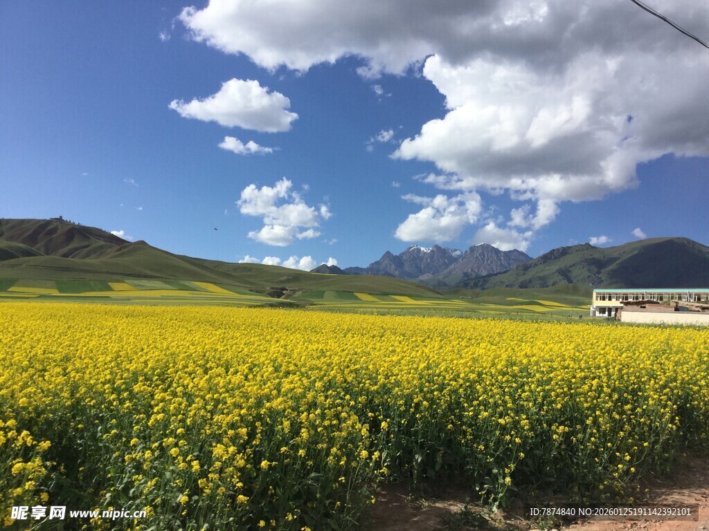 金黄油菜花海与远山蓝天