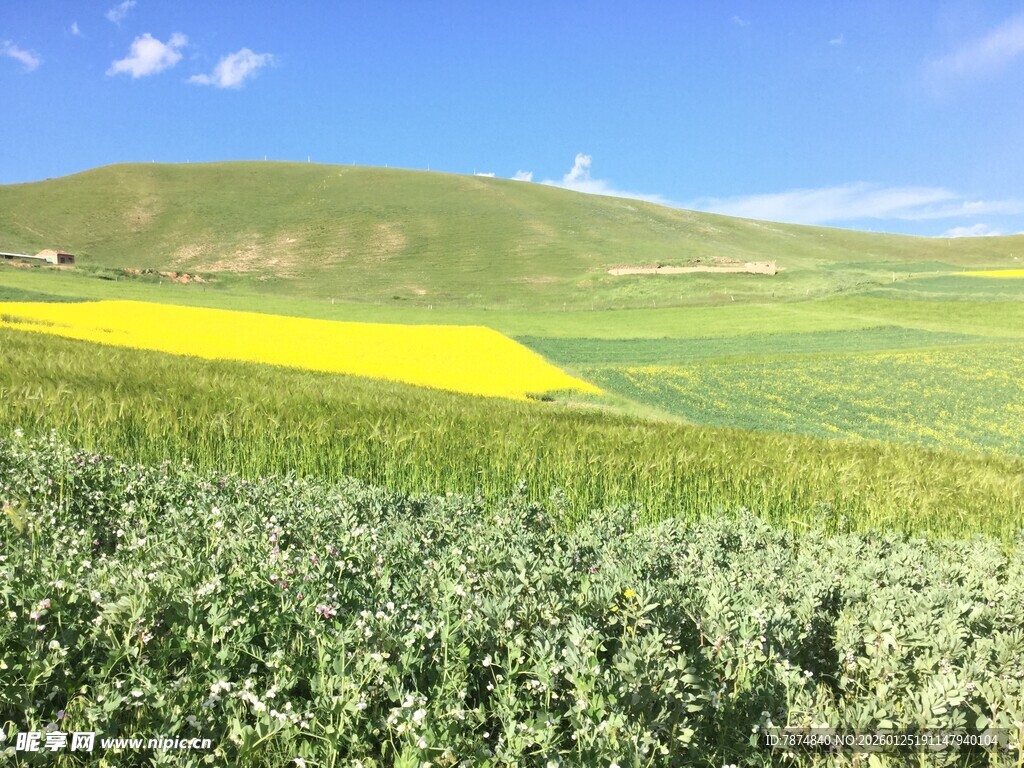 广袤田野中的黄绿风景