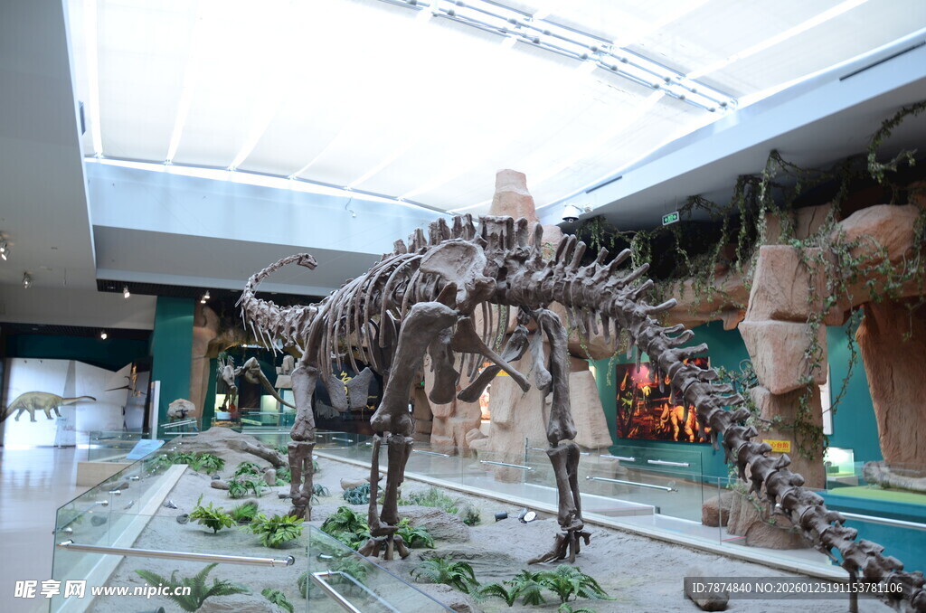 博物馆内的恐龙骨架展品