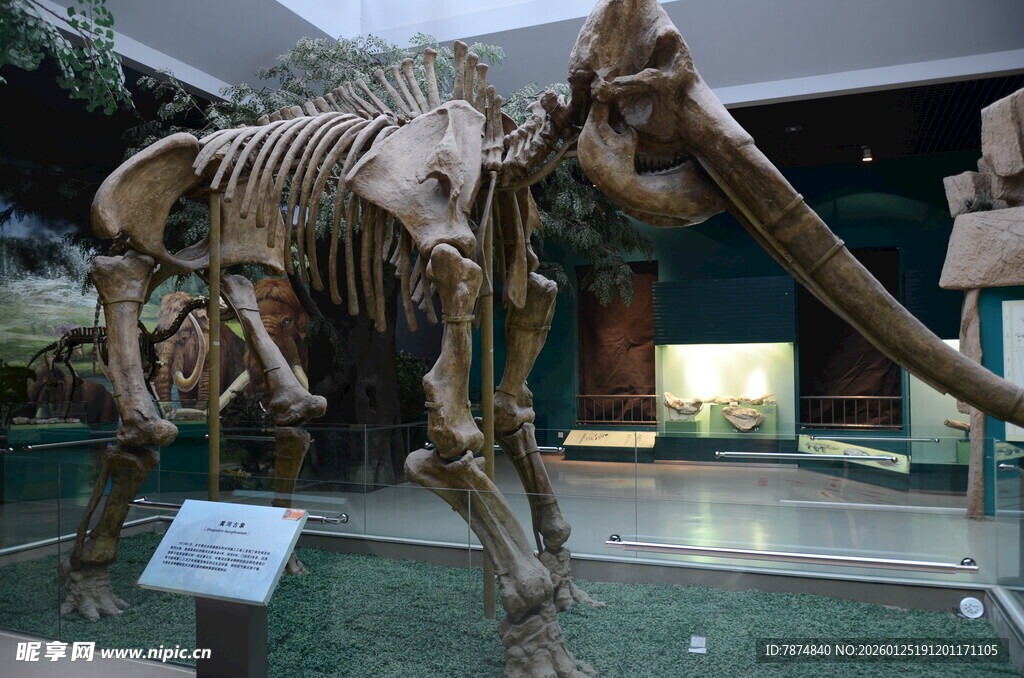 博物馆中的猛犸象骨骼化石