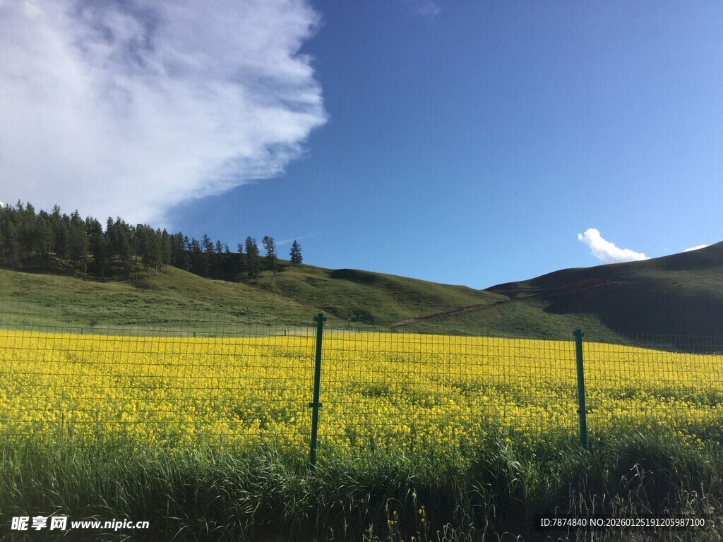 草原花海蓝天美景